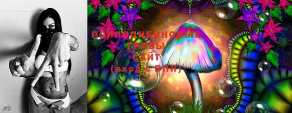хмурый Аркадак